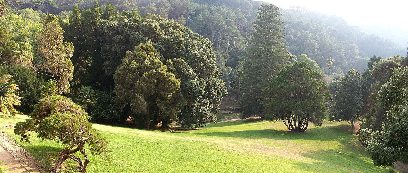 Broad lawn descending through dense trees in Monserrate Park